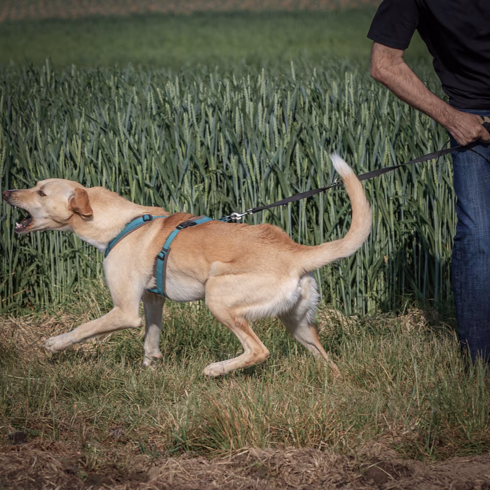 Hırlayarak savunma tepkisi veren köpek – reaktif ve agresif tepkiler