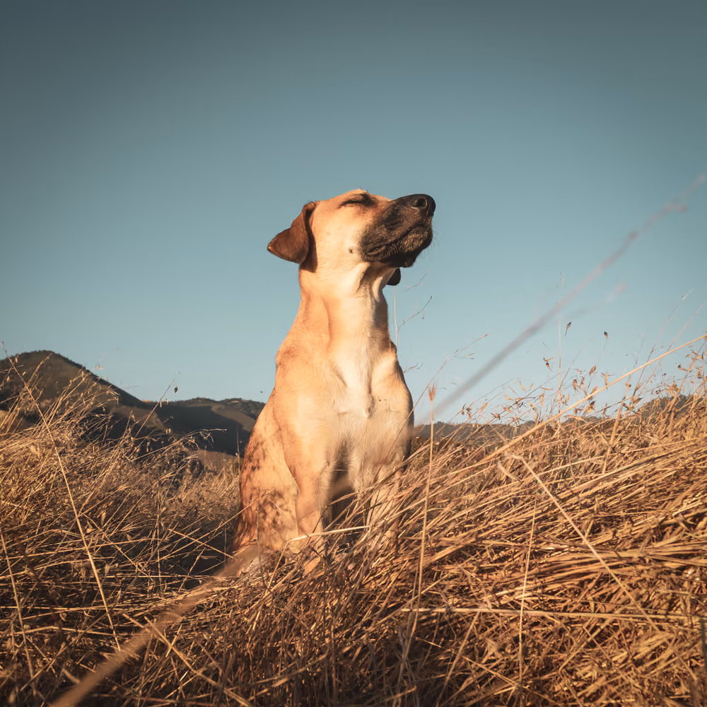 Dış dünyayı anlamlandırmaya çalışan köpek – psikolojik katman