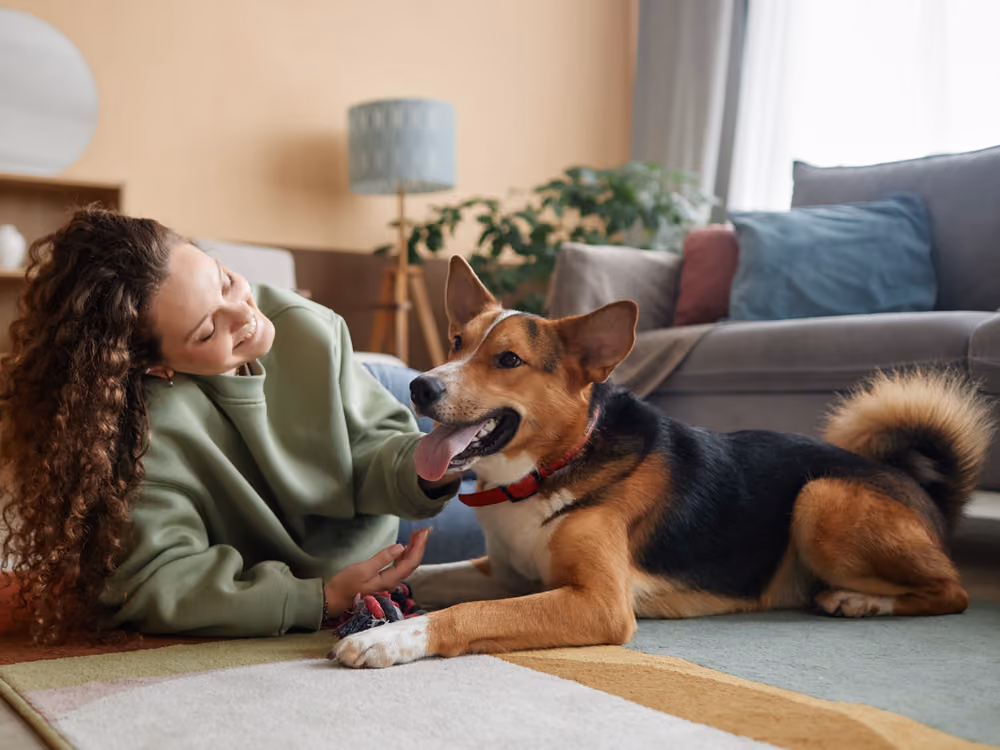 Yeni yuvasına uyum sağlayan sahiplenilmiş köpek ve ailesi – Skoru Eşitle uyum desteği